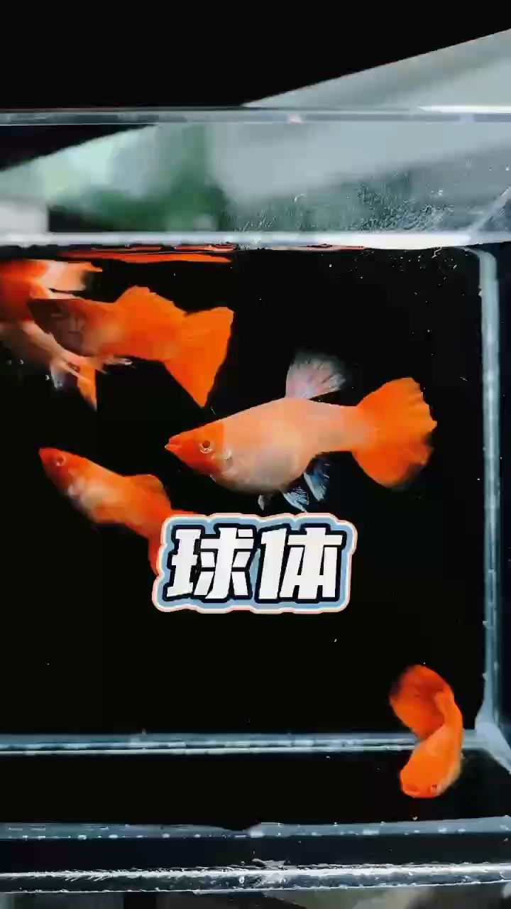 漂亮的孔雀魚【鴻運當頭球體孔雀魚#孔雀魚】