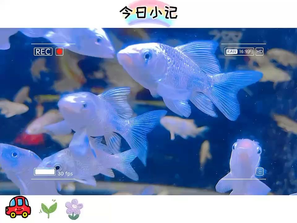 6-8cm純白短身蝴蝶鯉，一條魚也是批發(fā)價【6-8cm純白短身蝴蝶鯉一條魚批發(fā)價】