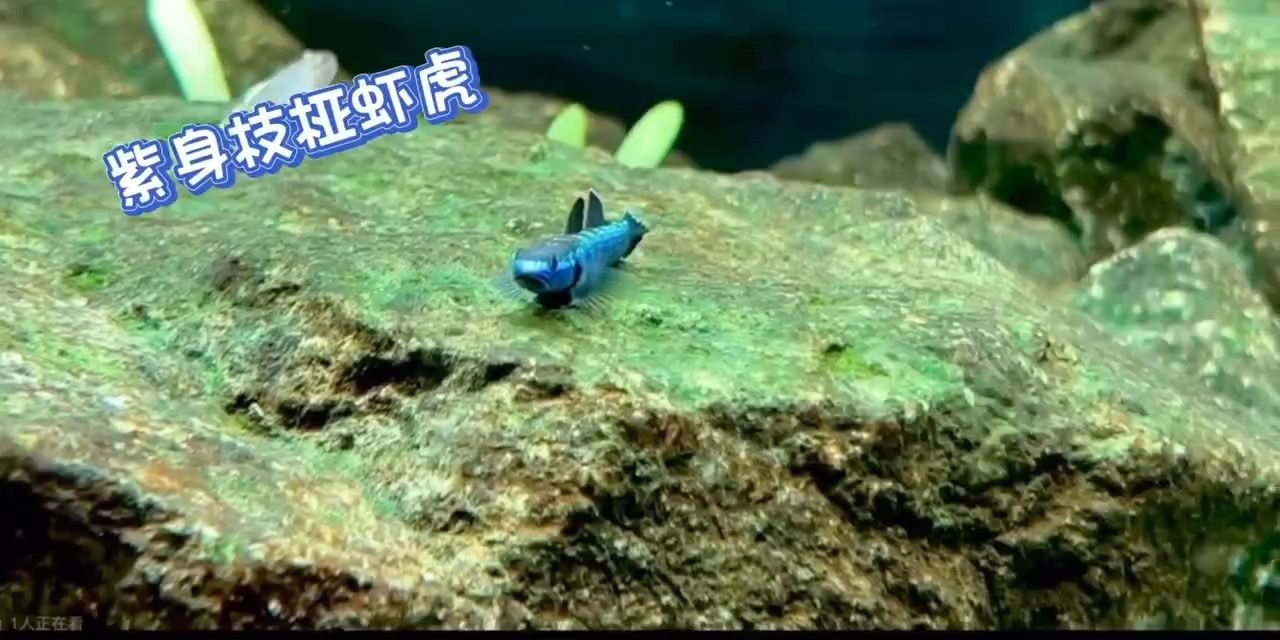 紫身枝椏蝦虎 印尼進(jìn)口 東南亞 原生魚(yú) 觀(guān)賞魚(yú)【祥瑞九天評(píng)論：紫身枝椏蝦虎印尼進(jìn)口東南亞原生魚(yú)觀(guān)賞魚(yú)】