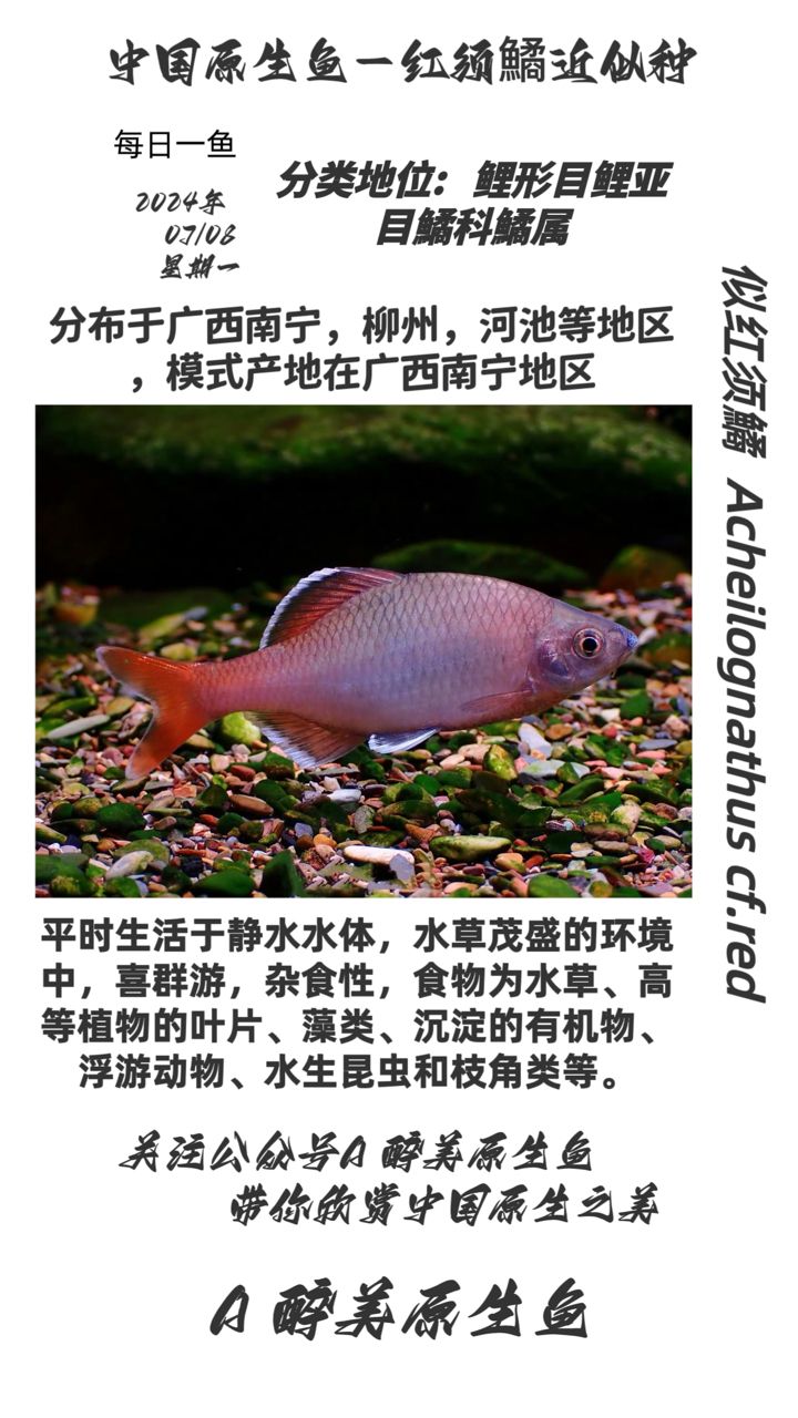 似紅須鱊【分布在河池，南寧，柳州等，】 觀賞魚論壇