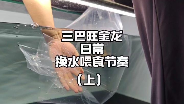 如何把龍魚吃食狀態(tài)調(diào)教成“瘋狗”，我拿這批三巴旺古典過背金龍來做案例講解！#金龍 #龍魚飼養(yǎng)教程 #三巴旺龍魚【如何把龍魚吃狀態(tài)調(diào)教成“瘋狗”，我拿這批三巴旺古典過背金龍來做案例講解】 觀賞魚論壇