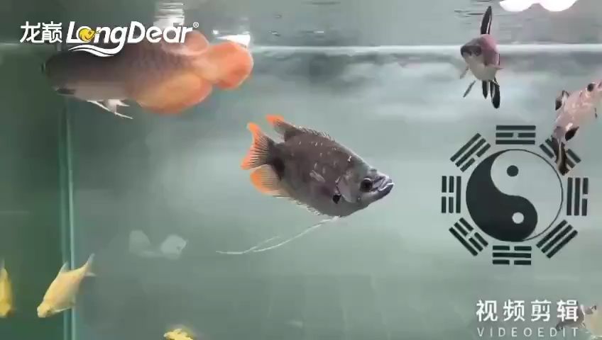 每天打卡【大熊,懵懂養(yǎng)魚人評(píng)論：小狐兔眷顧的寶貝評(píng)論：每天喂點(diǎn)啥啊】