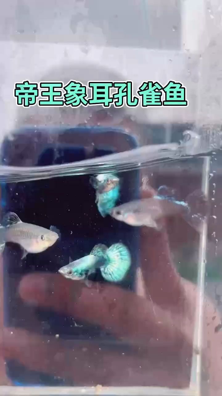 帝王級(jí)別孔雀魚(yú)【印尼進(jìn)口帝王綠象耳孔雀魚(yú)】