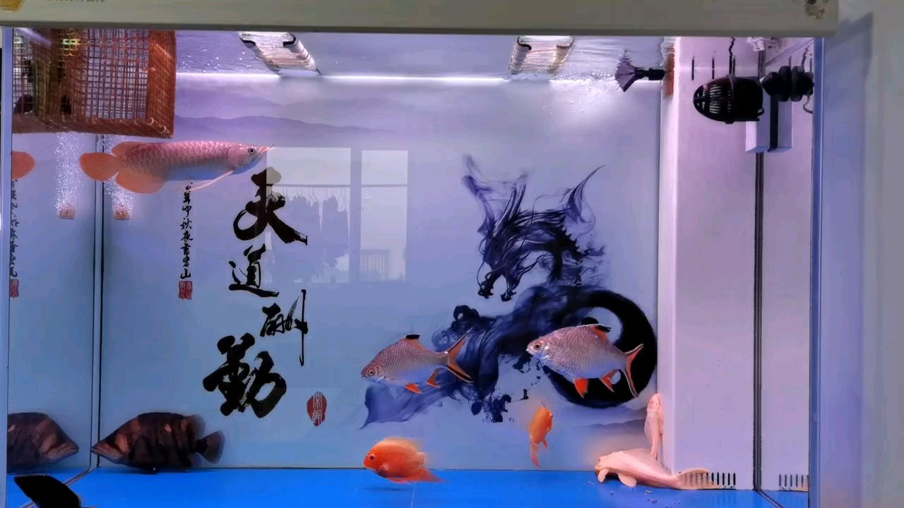 紅紅【火火,被養(yǎng)魚耽誤的建筑師】