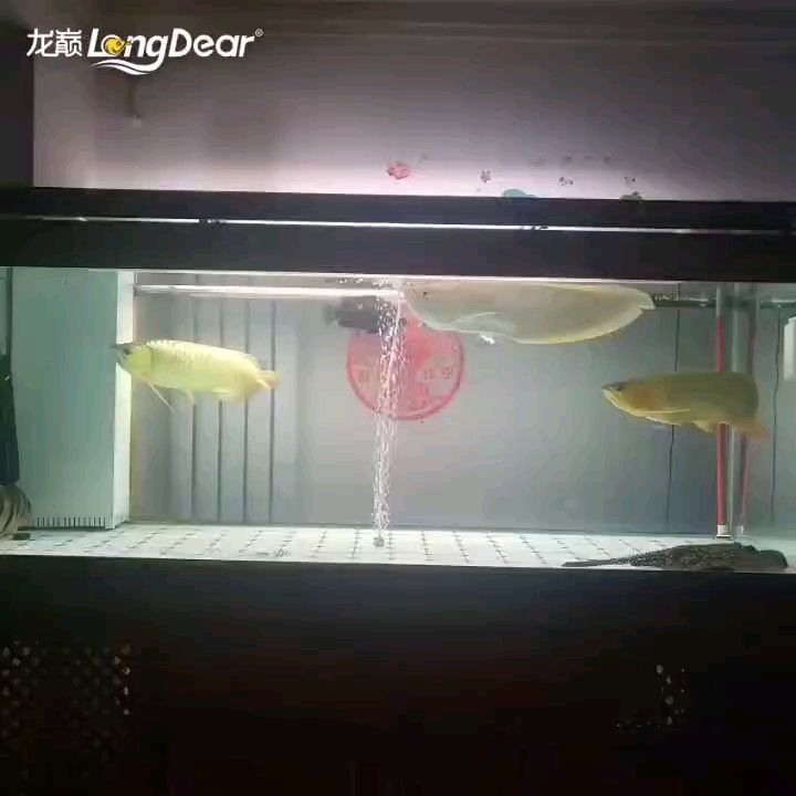 轉(zhuǎn)發(fā)460【養(yǎng)魚人的福音，這些養(yǎng)魚人的福音】