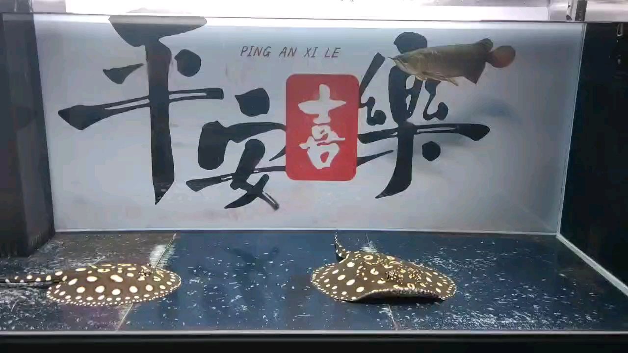 換水記錄～【換水記錄，你腦袋可真光滑評(píng)論：支持，不錯(cuò)】 觀賞魚論壇