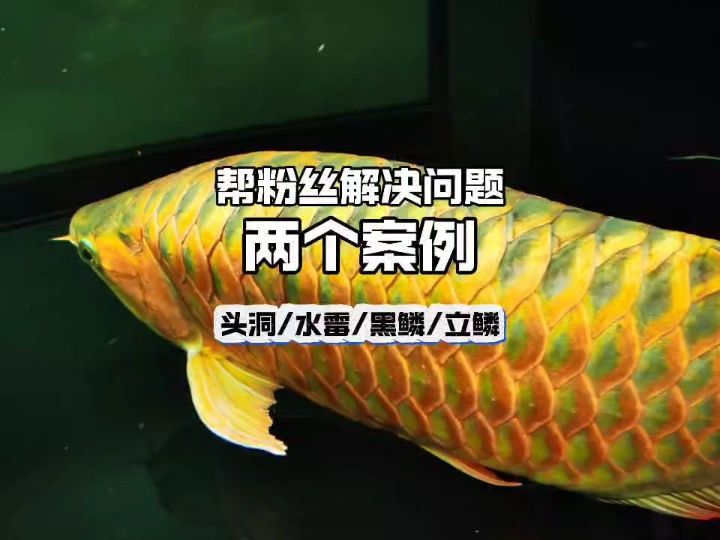 幫粉絲解決養(yǎng)魚問題，兩個案例，龍魚頭洞，水霉，黑鱗，立鱗。#龍魚飼養(yǎng)教程 #龍魚頭洞 #六鞭毛蟲【幫粉絲解決養(yǎng)魚問題，兩個案例】 觀賞魚論壇