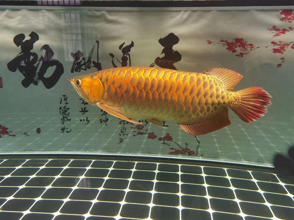 魚(yú)龍魚(yú)龍混雜的意思【如何辨別魚(yú)龍混雜的現(xiàn)象？】 觀賞魚(yú)論壇