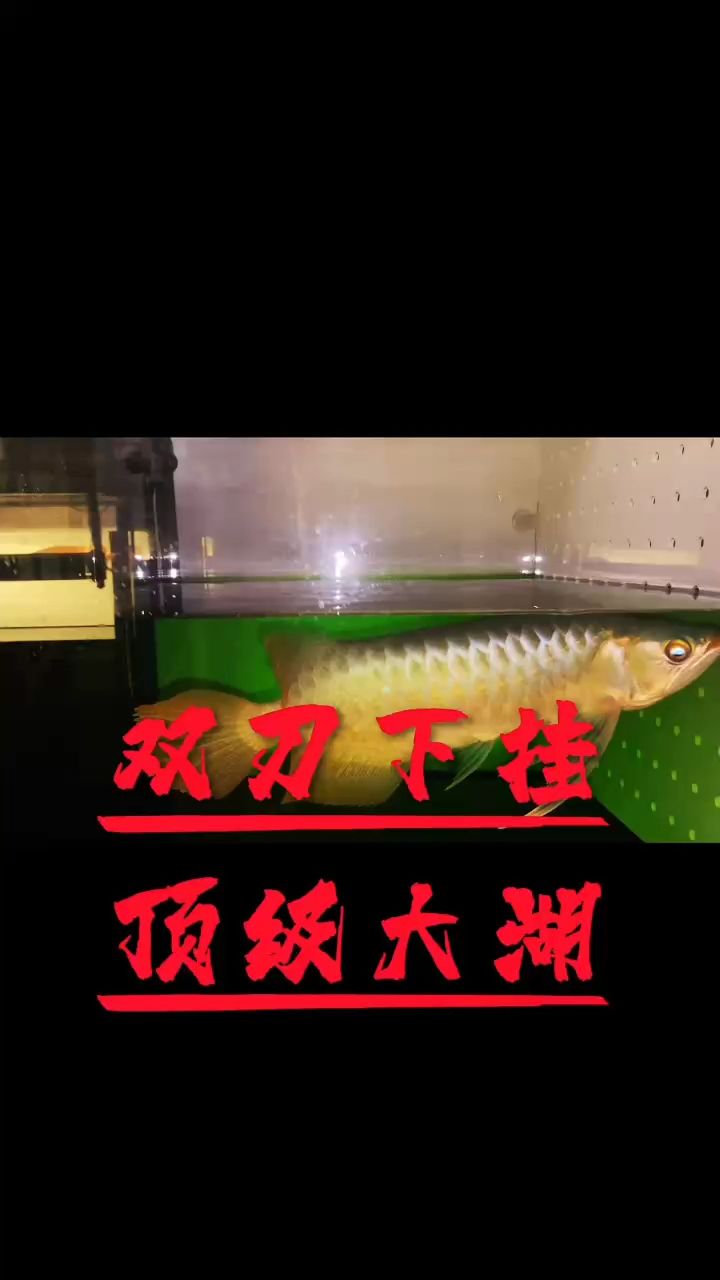 雙刀蝴蝶鰭，超大尾巴，實魚更震撼【一手貨源大湖供應(yīng)個體甄選】 觀賞魚論壇