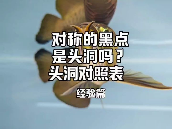 這些對(duì)稱的黑點(diǎn)，是頭洞嗎？龍魚頭洞對(duì)照表，還是照妖鏡！#龍魚頭洞   #六鞭毛蟲 #頭洞【blackrangdoll評(píng)論：龍魚頭洞對(duì)照表，還是照妖鏡】 觀賞魚論壇