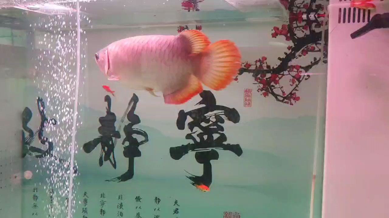 紅龍魚【大湖龍魚，養(yǎng)一年了，還沒發(fā)色】