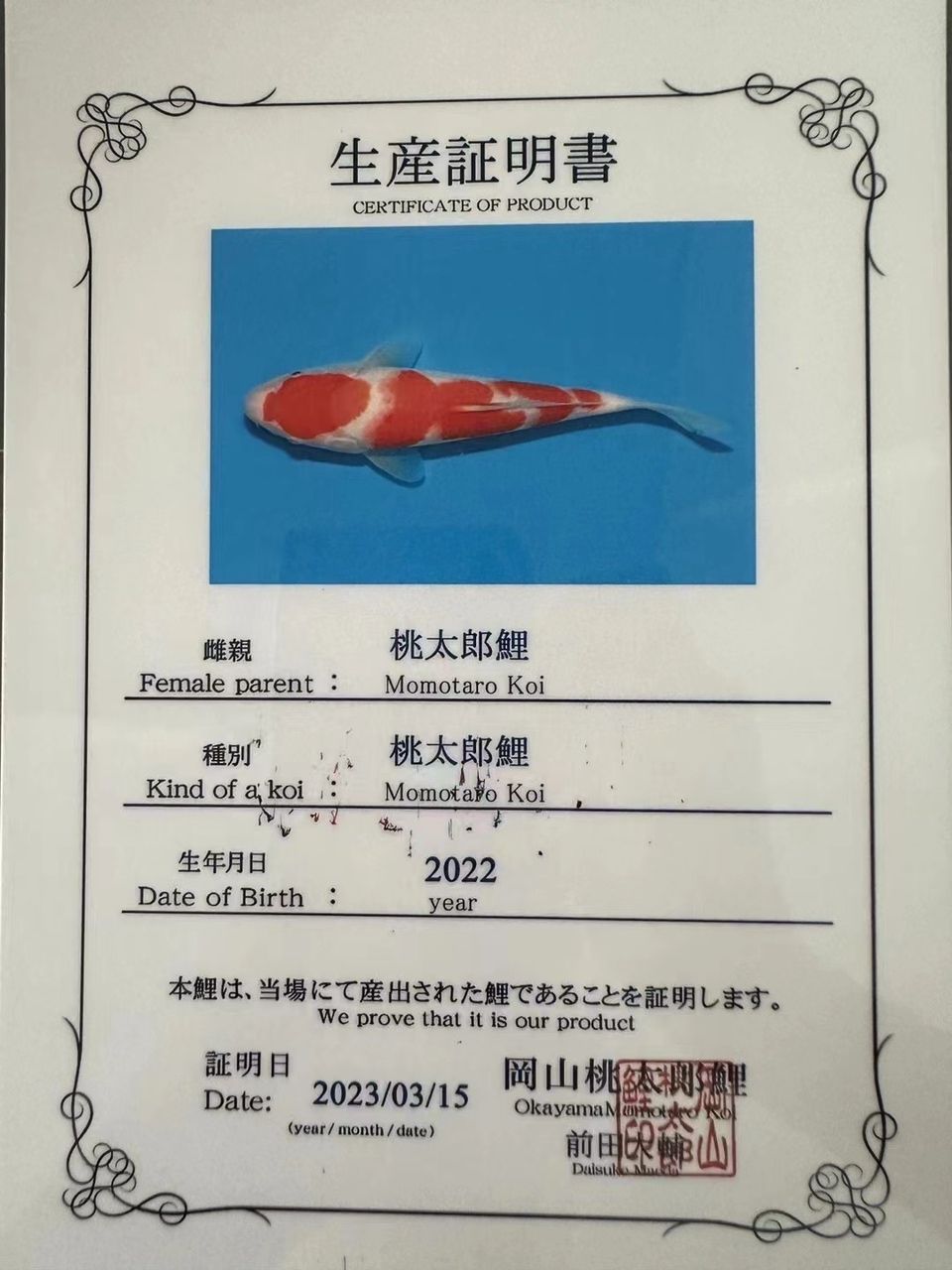 帶大家看看養(yǎng)了2年的成果【一條桃太郎的小魚】 觀賞魚論壇 第1張