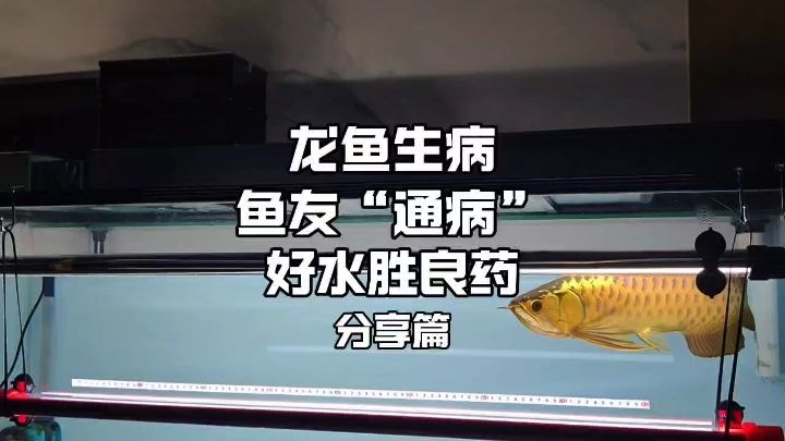 魚友的通病，龍魚一出問題就病急亂投醫(yī)，卻忽略了一缸好水的重要性！#龍魚疾病 #龍魚飼養(yǎng)教程 #龍魚水霉【魚友的通病，龍魚一出問題就病急亂投醫(yī)卻忽略了一缸好水的重要性】