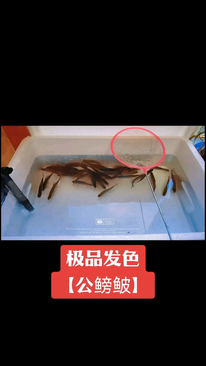 頑【小伙不帥_人見人愛評論：什么配魚合適】