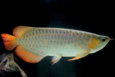 龍魚趴缸是什么情況【關(guān)于龍魚趴缸的5個(gè)疑問句】 水族問答 第2張