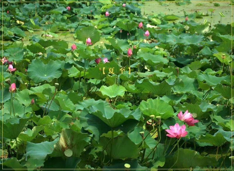 夏至已過【夏至已至，】