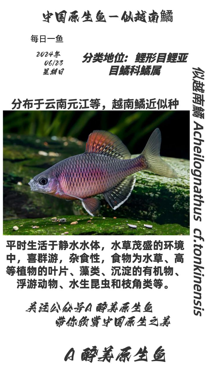 似越南鱊【元江水水分布】 觀賞魚論壇