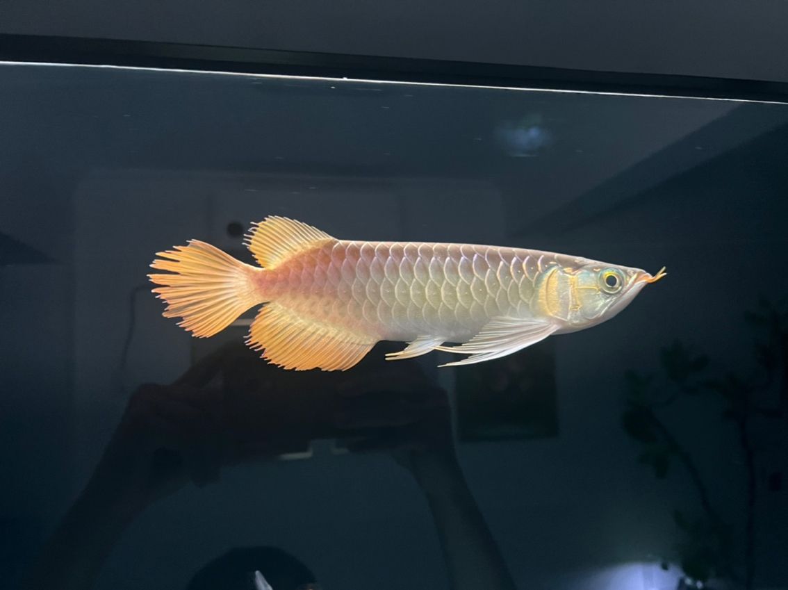 龍魚這種燒鰭是什么造成的？【入魚大概2個星期就出現(xiàn)這個問題，請問是什么原因造成的】 觀賞魚論壇 第5張