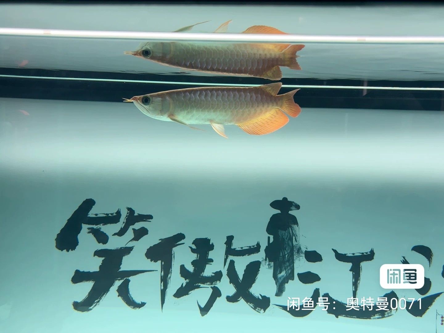 請(qǐng)問(wèn)這是大湖紅龍魚嗎？【昆weixin001評(píng)論：好】 觀賞魚論壇 第3張