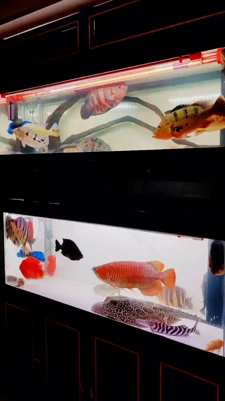 看看都有什么魚【6年多得魚陸陸續(xù)續(xù)幾十條】