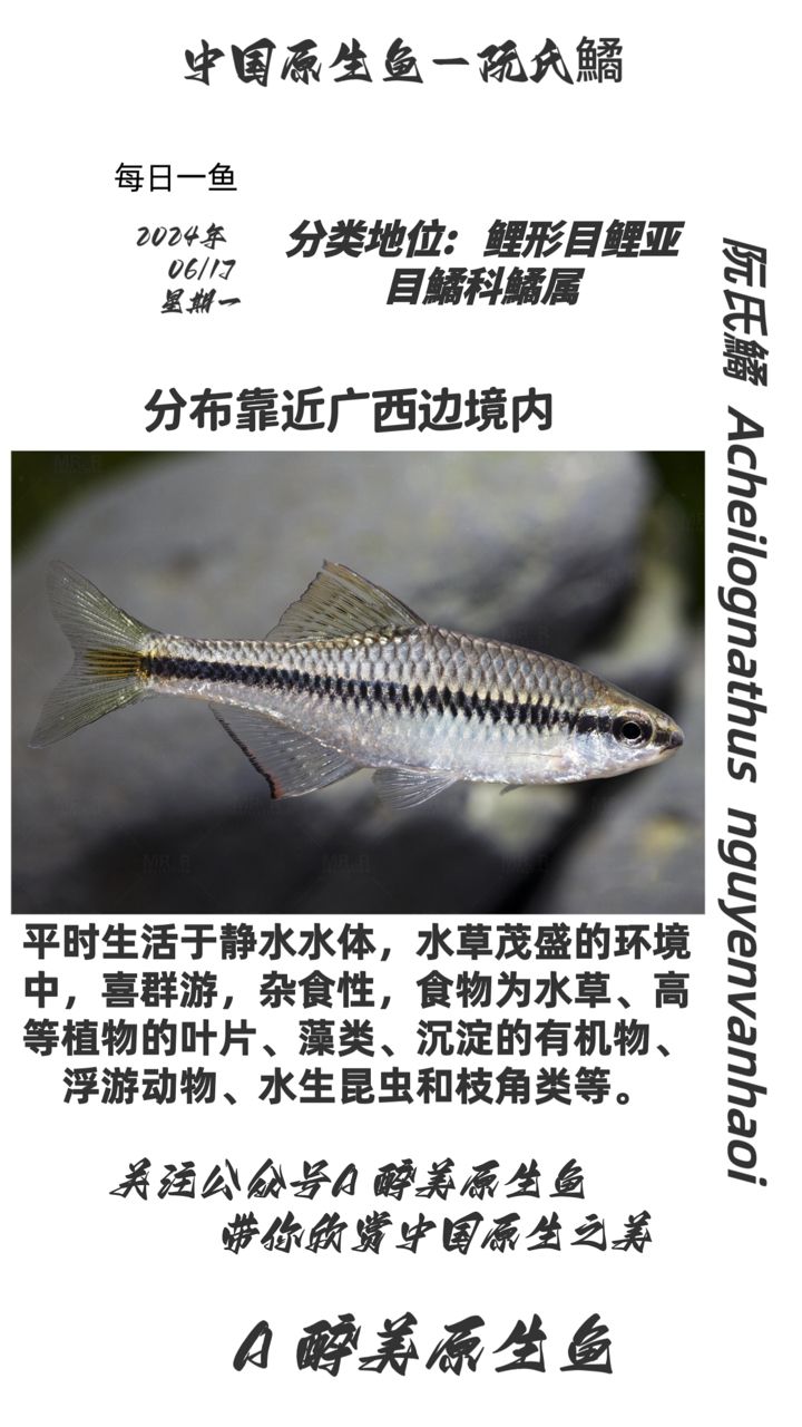 阮氏鱊【分布在廣西】 觀賞魚論壇