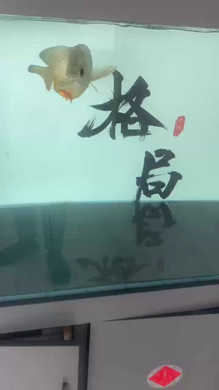 金龍改口【龍魚(yú)只吃活食不吃蝦哪個(gè)大神有好辦法改口】 觀賞魚(yú)論壇