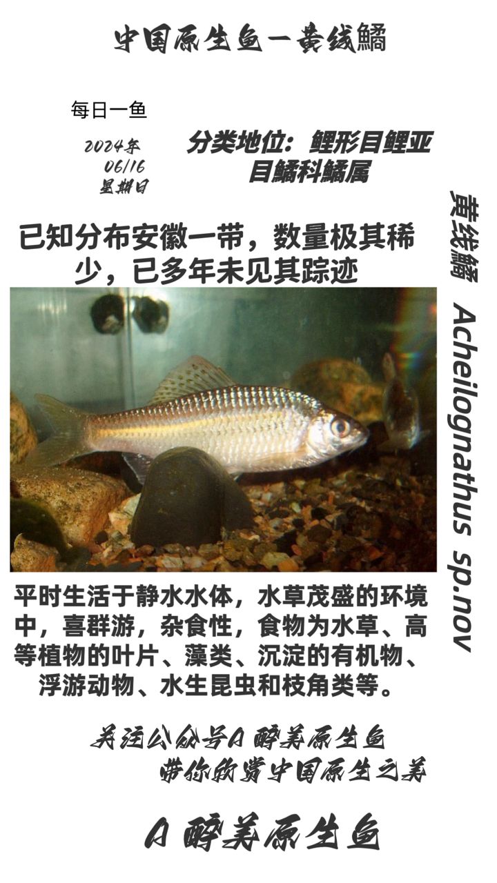 黃線鱊【分布在安徽地區(qū)分布在安徽地區(qū)】 觀賞魚(yú)論壇