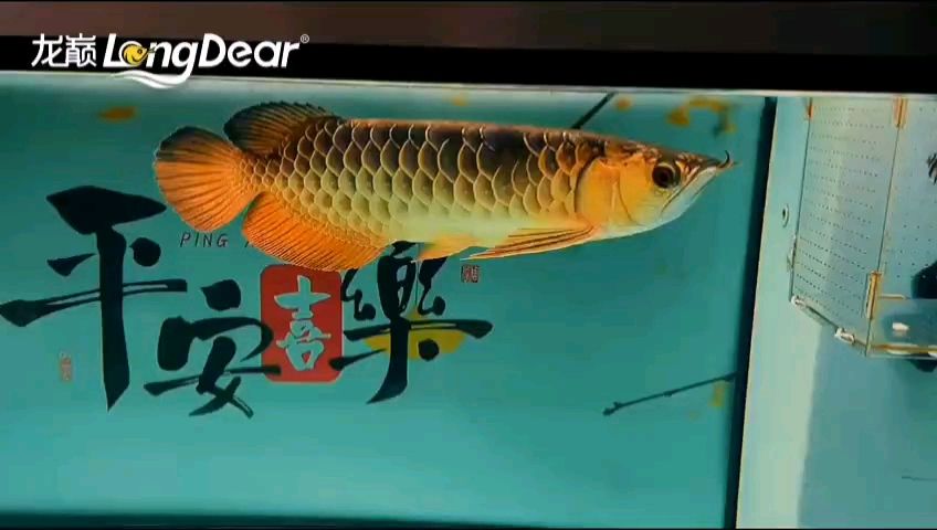 轉(zhuǎn)發(fā)430【杜蘭特養(yǎng)魚記】