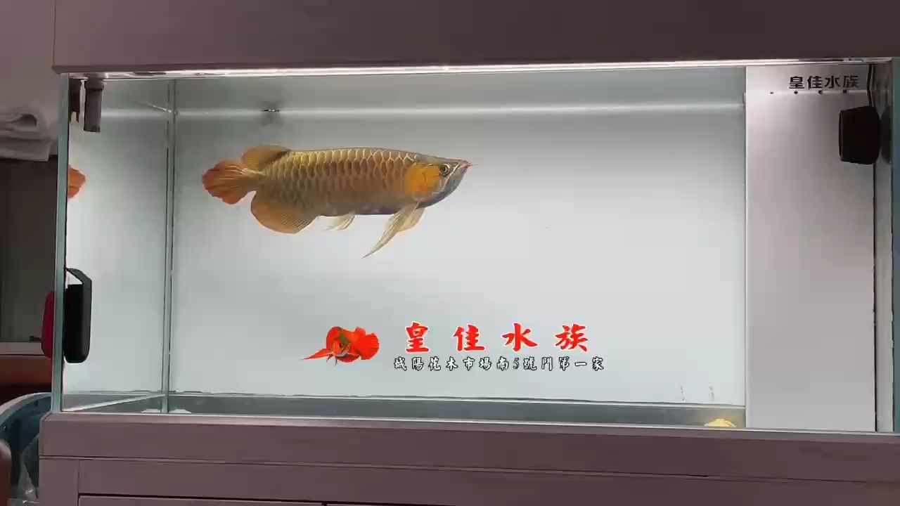 開店的，家里照樣養(yǎng)龍魚【五子登科，漂亮，純境】