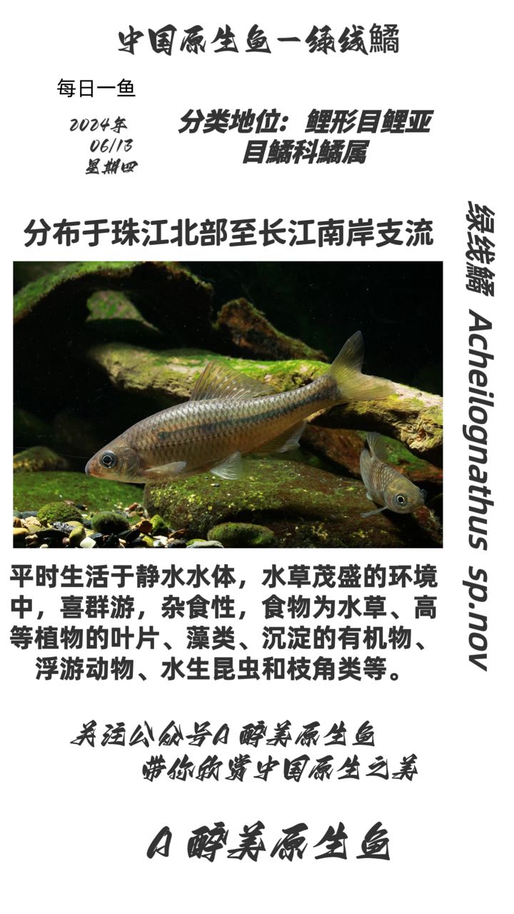 綠線鱊【分布在珠江北部至長江南岸至長江南岸】 觀賞魚論壇