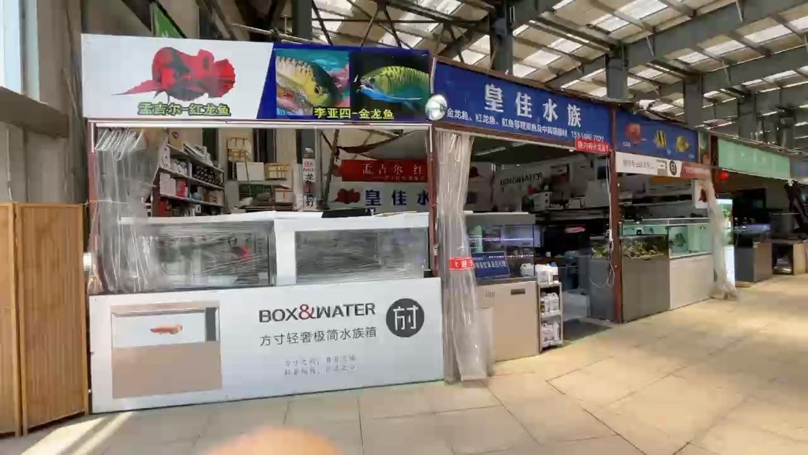 逛一下青島最大的龍魚水族店【逛一下青島最大的龍魚水族店,小伙不帥_人見人愛】