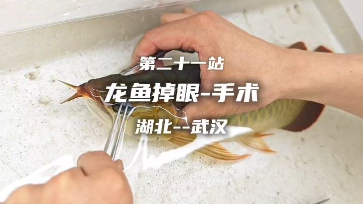 魚友打卡，分享一個龍魚掉眼手術(shù)的美容案例。 #龍魚掉眼手術(shù) #龍魚手術(shù) #龍魚飼養(yǎng)教程【魚友打卡，分享一個龍魚掉眼手術(shù)的美容案例】