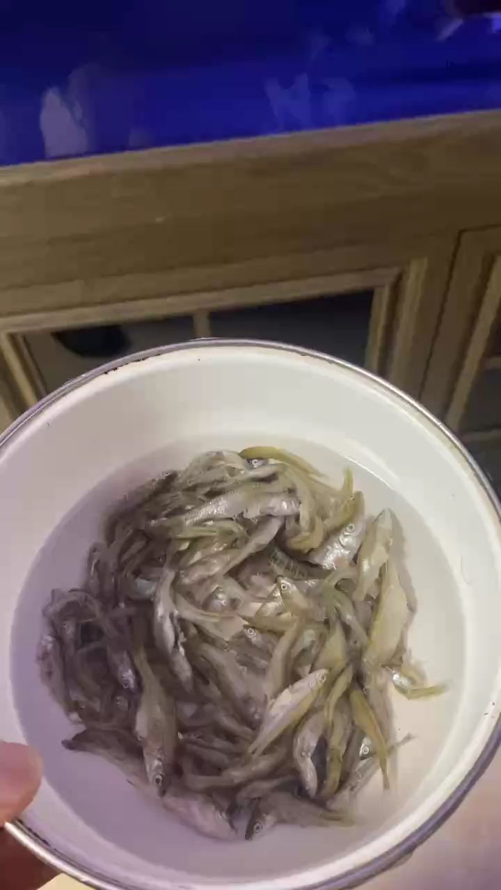 開飯【堅持是一種美德杜蘭特養(yǎng)魚記】