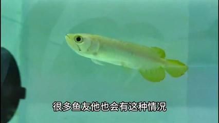 金龍魚苗怎么養(yǎng)【金龍魚苗怎么養(yǎng)金龍魚苗養(yǎng)殖方法】 龍魚百科 第4張