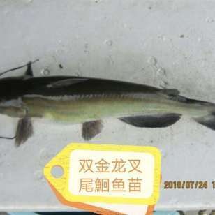 金龍魚苗怎么養(yǎng)【金龍魚苗怎么養(yǎng)金龍魚苗養(yǎng)殖方法】 龍魚百科 第5張