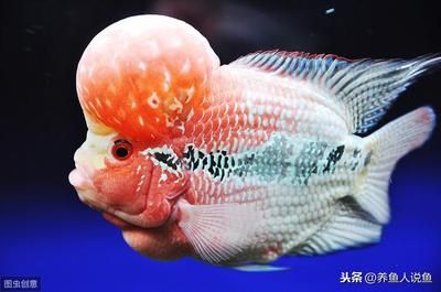 龍魚(yú)背部鱗片掉了多久能長(zhǎng)【龍魚(yú)背部鱗片掉了多久能長(zhǎng)出來(lái)】 龍魚(yú)百科 第4張