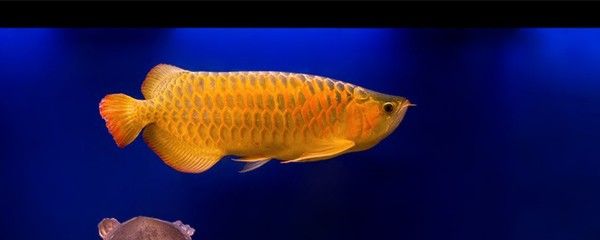 金龍魚年齡怎么看【金龍魚年齡怎么判斷】 龍魚百科 第2張