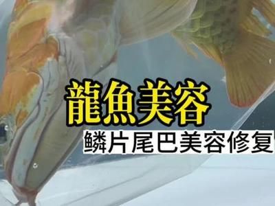 龍魚拔鱗片干嘛【治療受傷或腐爛的鱗片，龍魚拔鱗片手術(shù)時需要注意以下幾點】 龍魚百科 第3張