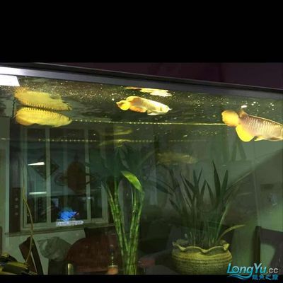 龍魚50公分虎魚10公分能不能合缸【虎魚50公分虎魚10公分能不能合缸】 龍魚百科 第3張