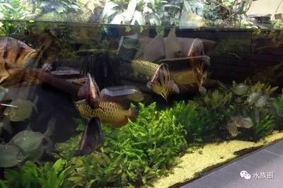 龍魚50公分虎魚10公分能不能合缸【虎魚50公分虎魚10公分能不能合缸】 龍魚百科 第5張