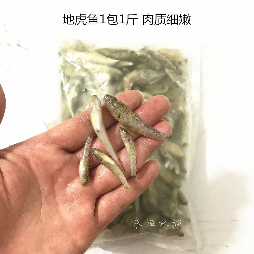 龍魚50公分喂小河蝦還是喂大蝦仁【50公分的龍魚喂小河蝦還是喂大蝦仁】 龍魚百科 第4張