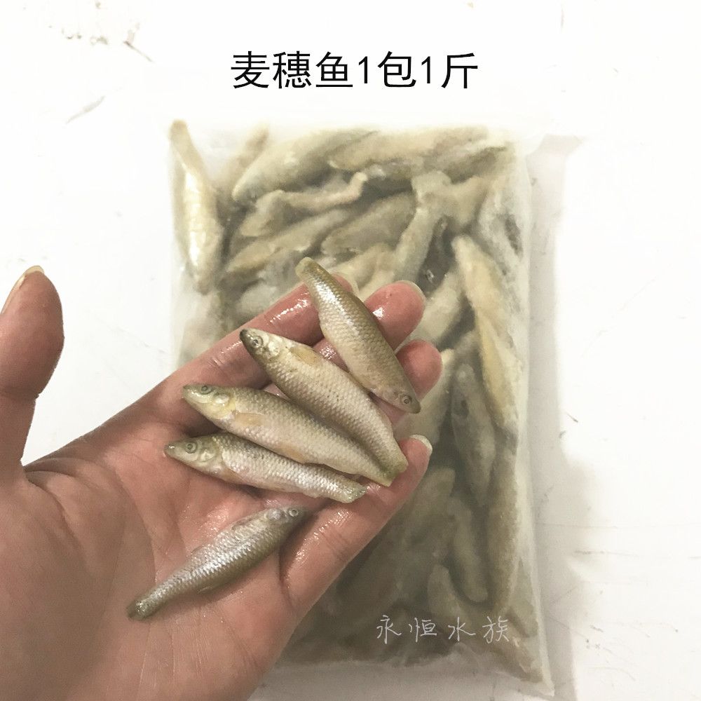 龍魚50公分喂小河蝦還是喂大蝦仁【50公分的龍魚喂小河蝦還是喂大蝦仁】 龍魚百科 第2張