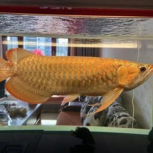 金龍魚適合新手嗎【養(yǎng)殖金龍魚的基本要求和技能】 龍魚百科 第5張