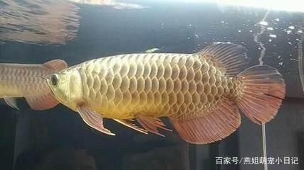 金龍魚什么品種好【金龍魚什么品種好金龍魚什么品種好】 龍魚百科 第1張