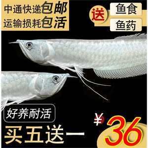 金龍魚幼苗怎么養(yǎng)【金龍魚幼苗養(yǎng)殖方法】 龍魚百科 第4張