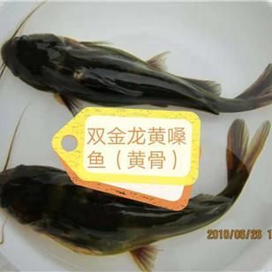 金龍魚苗批發(fā)【金龍魚苗批發(fā)價格影響因素】