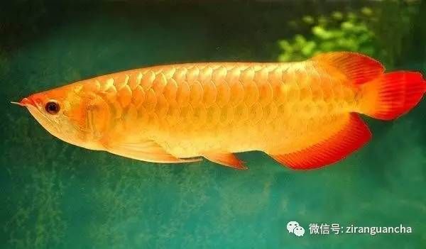 金龍魚起什么名字好【《海賊王》中金龍魚的寓意的名字，與金龍魚吉祥寓意相關(guān)的名字】