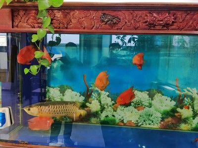 金龍魚品質(zhì)差用白缸還是黑缸【金龍魚品質(zhì)的評判有一定的標(biāo)準(zhǔn),】 龍魚百科 第5張