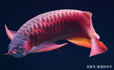 龍魚不長個是什么原因【龍魚不長個是什么原因造成的】 龍魚百科 第5張