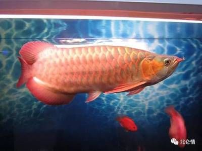 金龍魚與青龍魚哪個(gè)貴？【為什么金龍魚的價(jià)格比較便宜？】